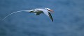 Phaéton à bec rouge volant au dessus de la mer - île se South Plaza - Galapagos Ref:36943